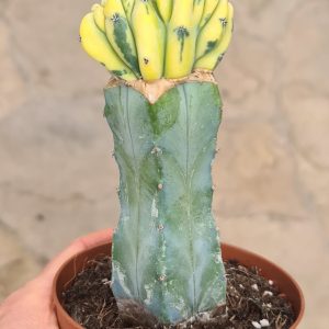 Myrtillocactus geometrizans variegata cristata gepfropft