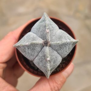 Astrophytum myriostigma quadricostatum 'Bischofsmütze'