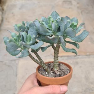 Crassula arborescens ssp. undulatifolia