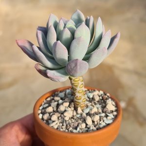 Pachyveria scheideckeri