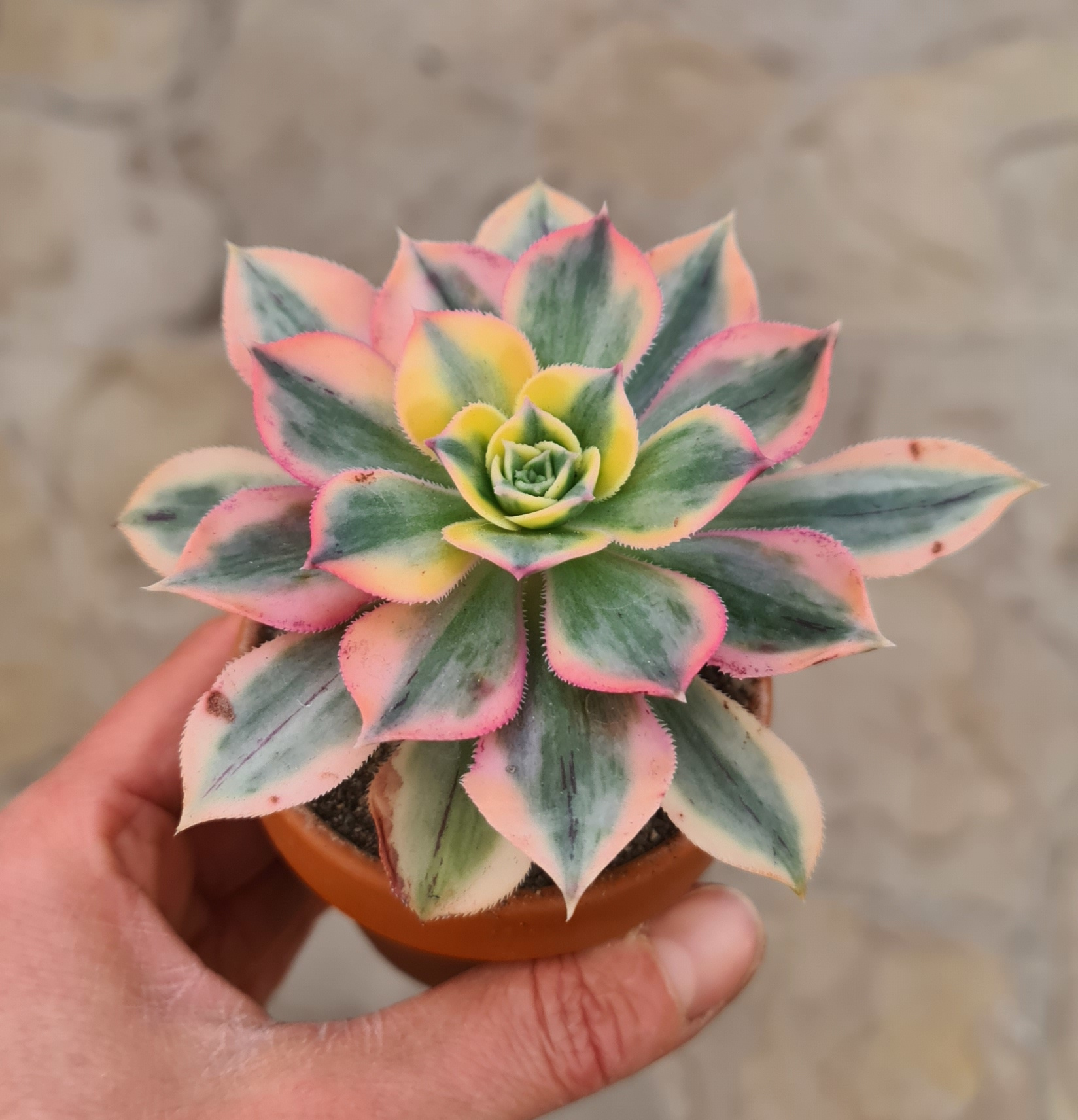 Aeonium decorum variegata cv. tricolor