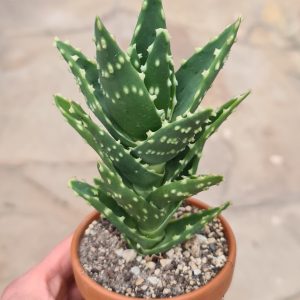 Aloe mitriformis cv. Star Bouquet