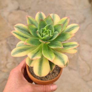 Aeonium decorum Sunburst