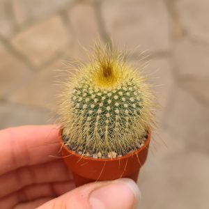 Notocactus leninghausii