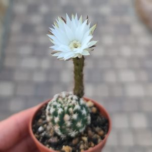 Pygmaeocereus bieblii