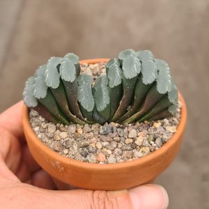 Haworthia truncata