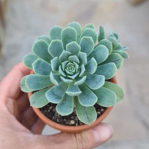 Aeonium castello-paivae