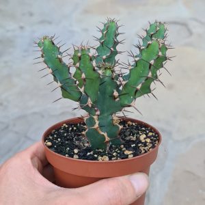 Euphorbia ledienii