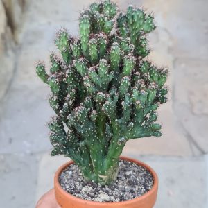Cereus peruvianus monstrosus