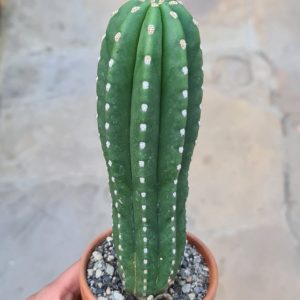 Trichocereus scopulicolus Hybr.