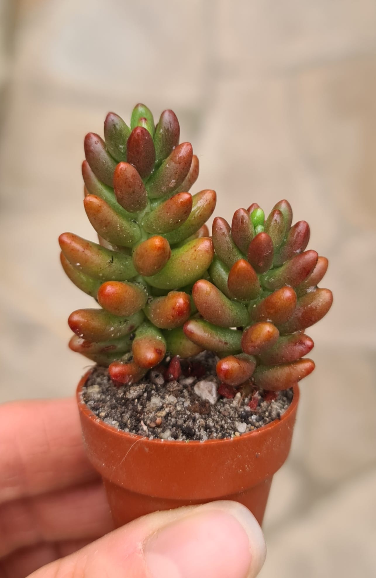 Sedum rubrotinctum