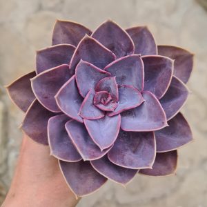 Echeveria 'Perle von Nürnberg' cv. Dark Pearl