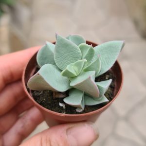Machairophyllum brevifolium