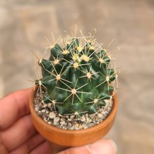 Hamatocactus hamatacanthus