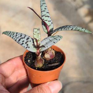 Ledebouria spec.