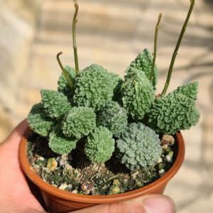 Adromischus marianae herrei "Lime Drops"
