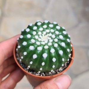 Notocactus uebelmannianus cv. inermis