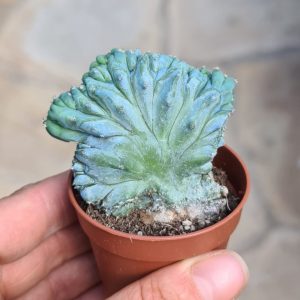 Myrtillocactus geometrizans monstruosus cristata