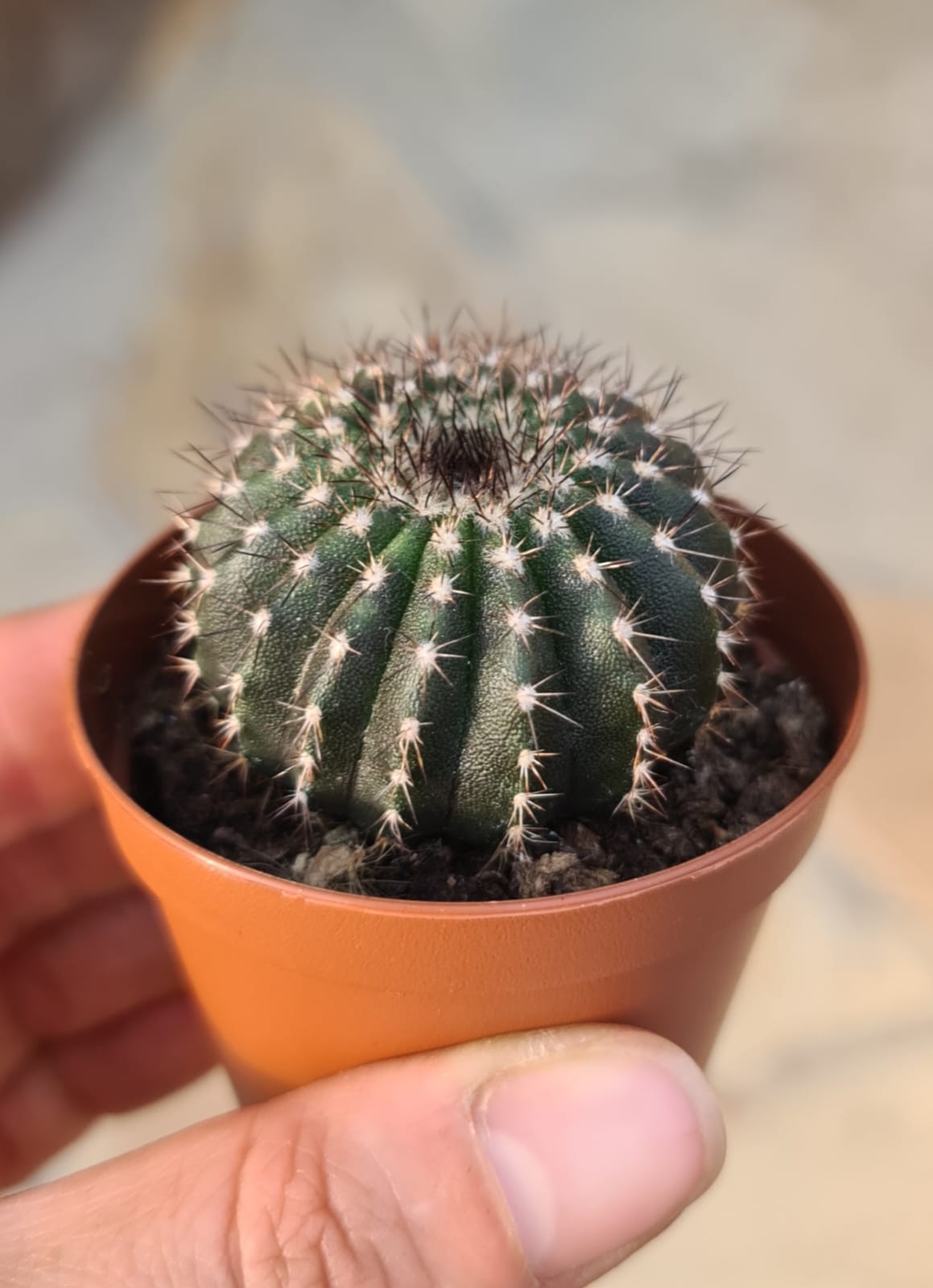 Uebelmannia pectinifera