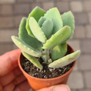 Kalanchoe milottii