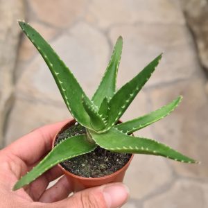 Aloe delaetii