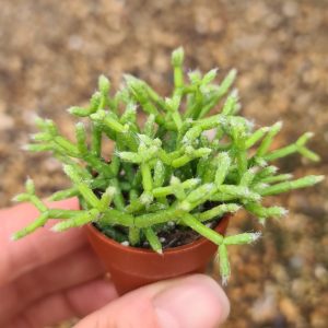 Rhipsalis cereuscula