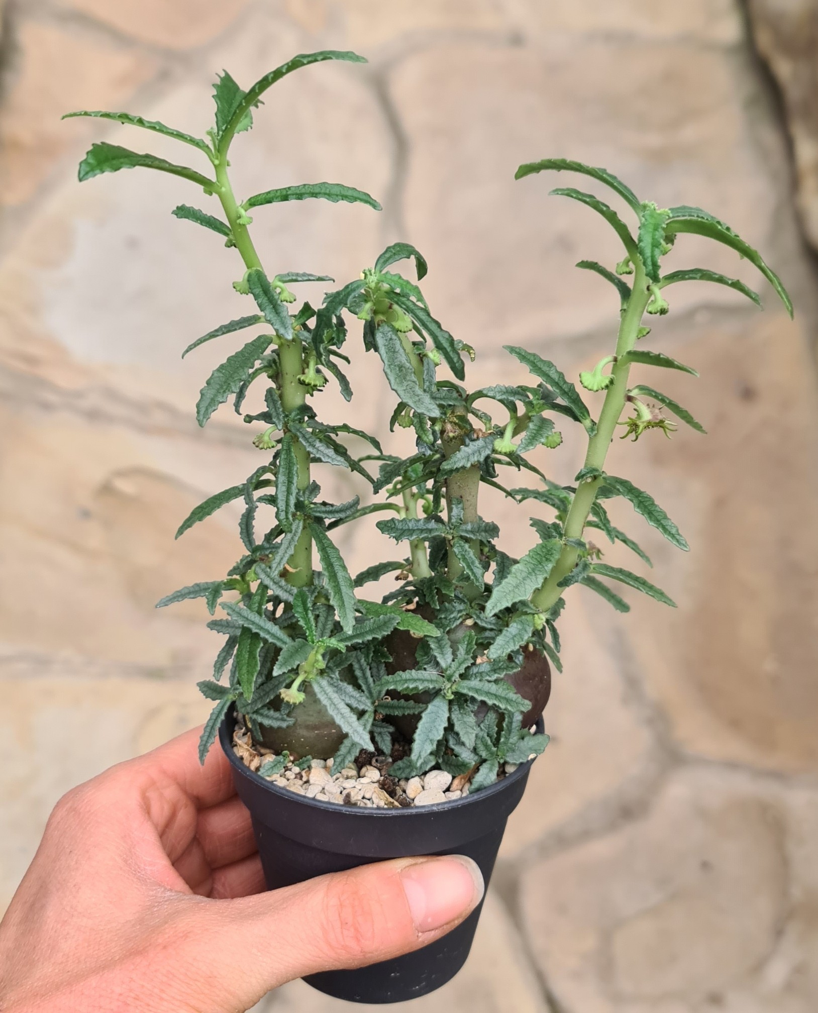 Dorstenia hildebrandtii forma crispa