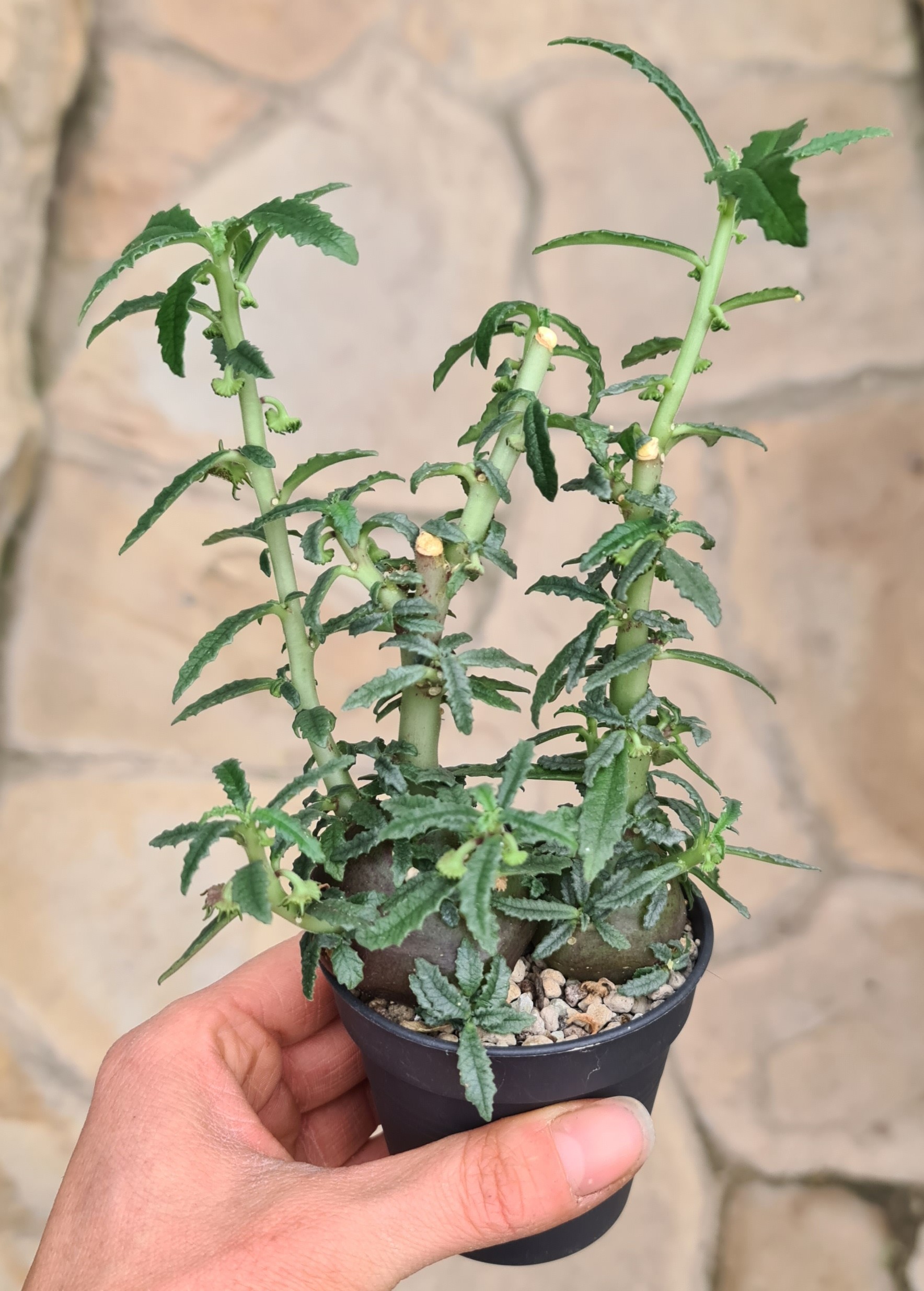 Dorstenia hildebrandtii forma crispa