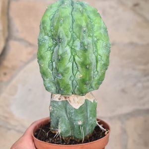 Myrtillocactus geometrizans "glorp"