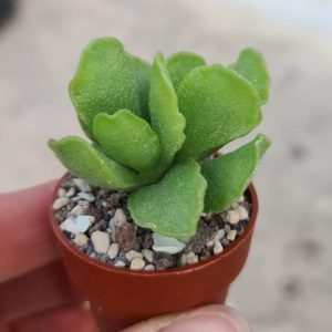 Adromischus cristatus var. zeyheri