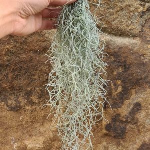 Tillandsia usneoides Louisianamoos
