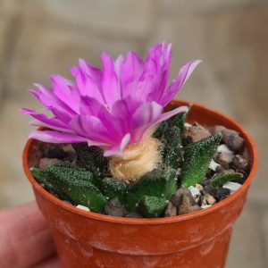 Ariocarpus fissuratus hintonii, Matehuala