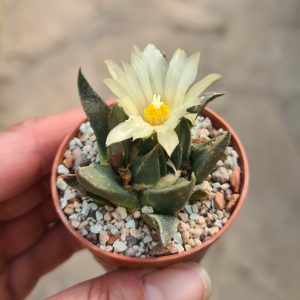 Ariocarpus trigonus horacekii Jaumave