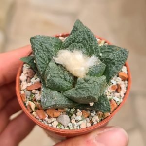 Ariocarpus fissuratus Coahuila Cuatro Cienegas