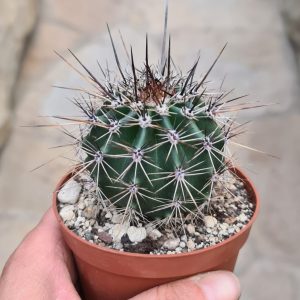 Carnegiea gigantea „Saguaro“  Kandelaberkaktus