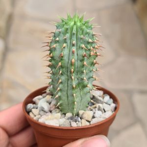 Hoodia gordonii