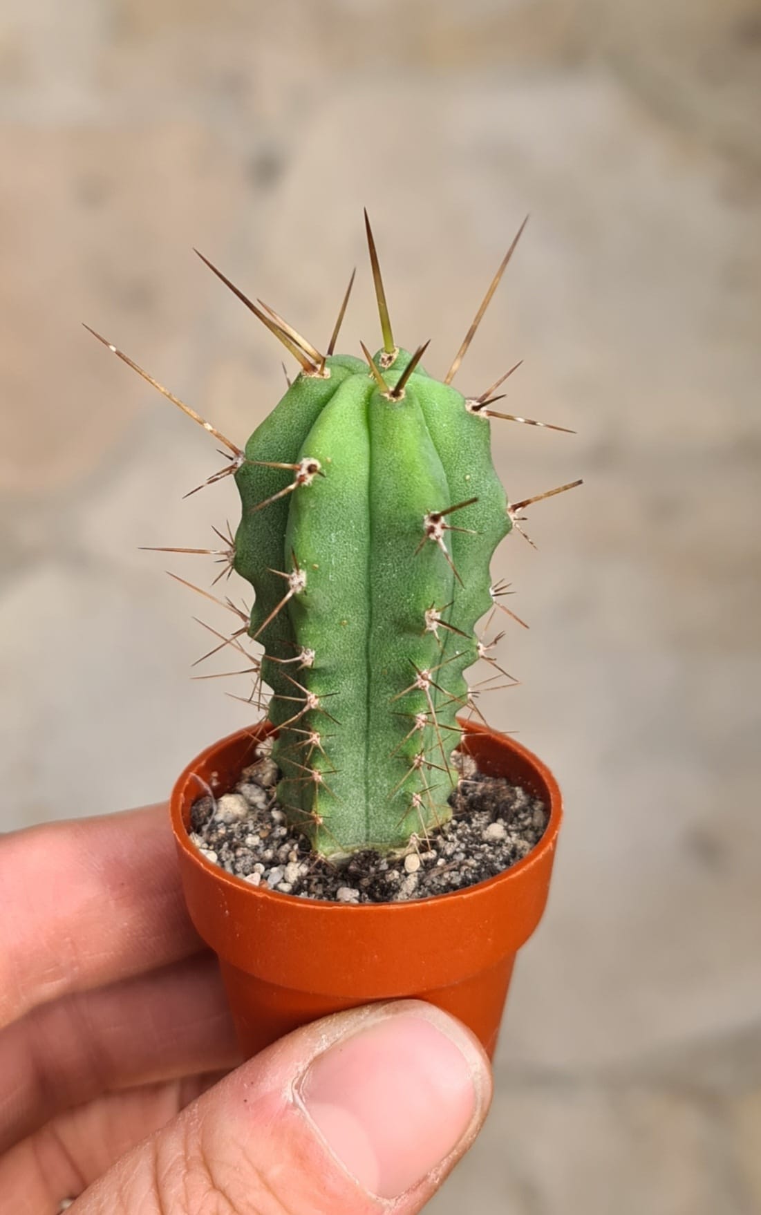 Trichocereus bridgesii