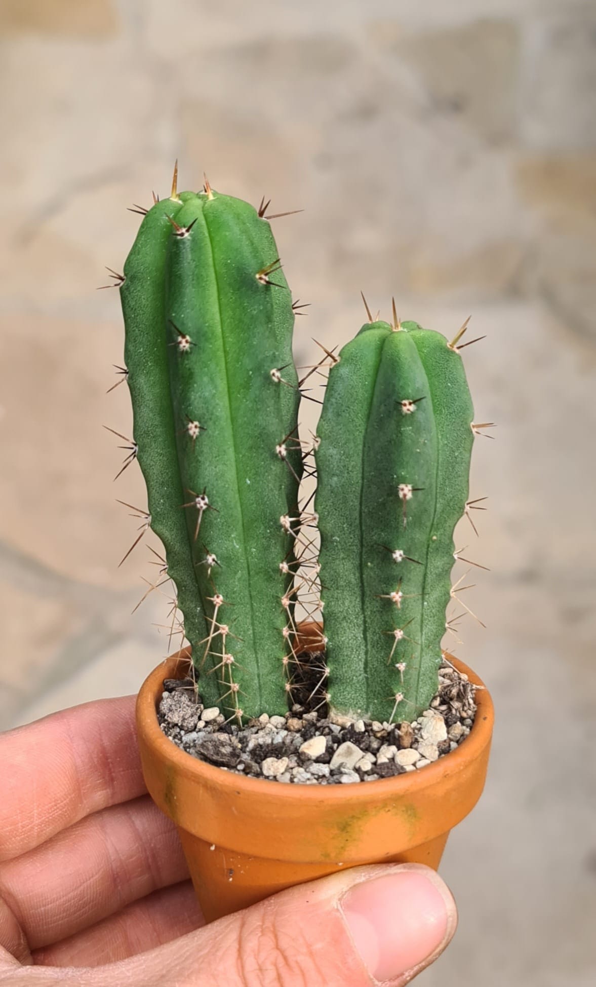 Trichocereus bridgesii