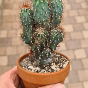Cereus peruvianus monstrosus blau