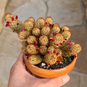 Mammillaria elongata