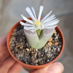 Lithops schwantesii var.
