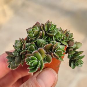 Crassula lanuginosa var. pachystemon "David"