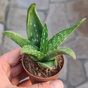 Aloe vera  'Heilaloe'