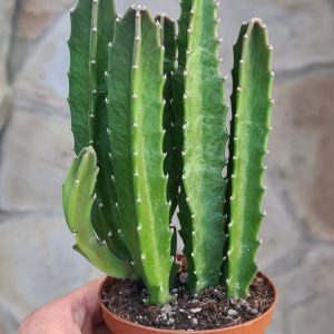 Stapelia spec.