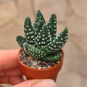 Haworthia papilosa