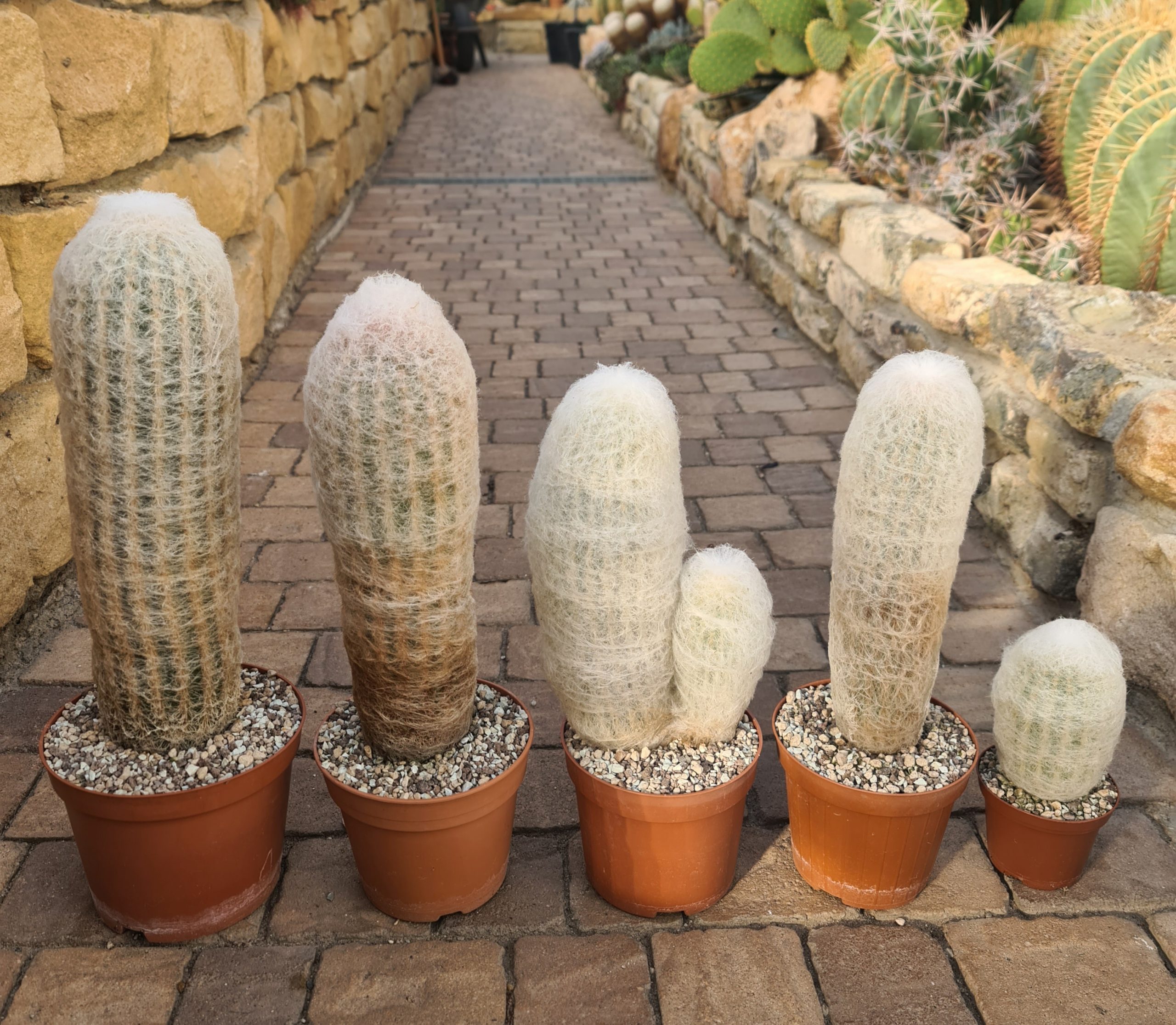 Espostoa melanostele