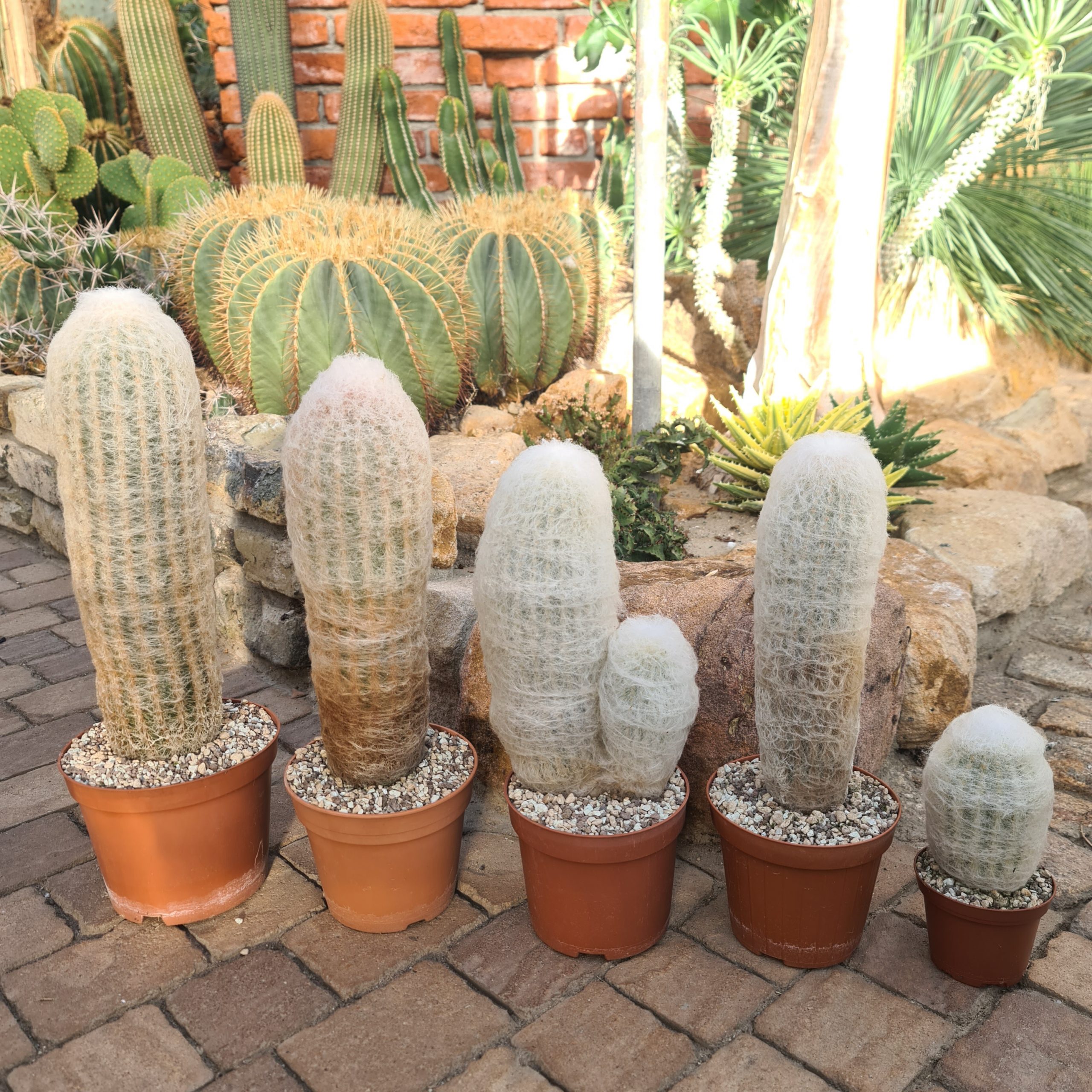Espostoa melanostele