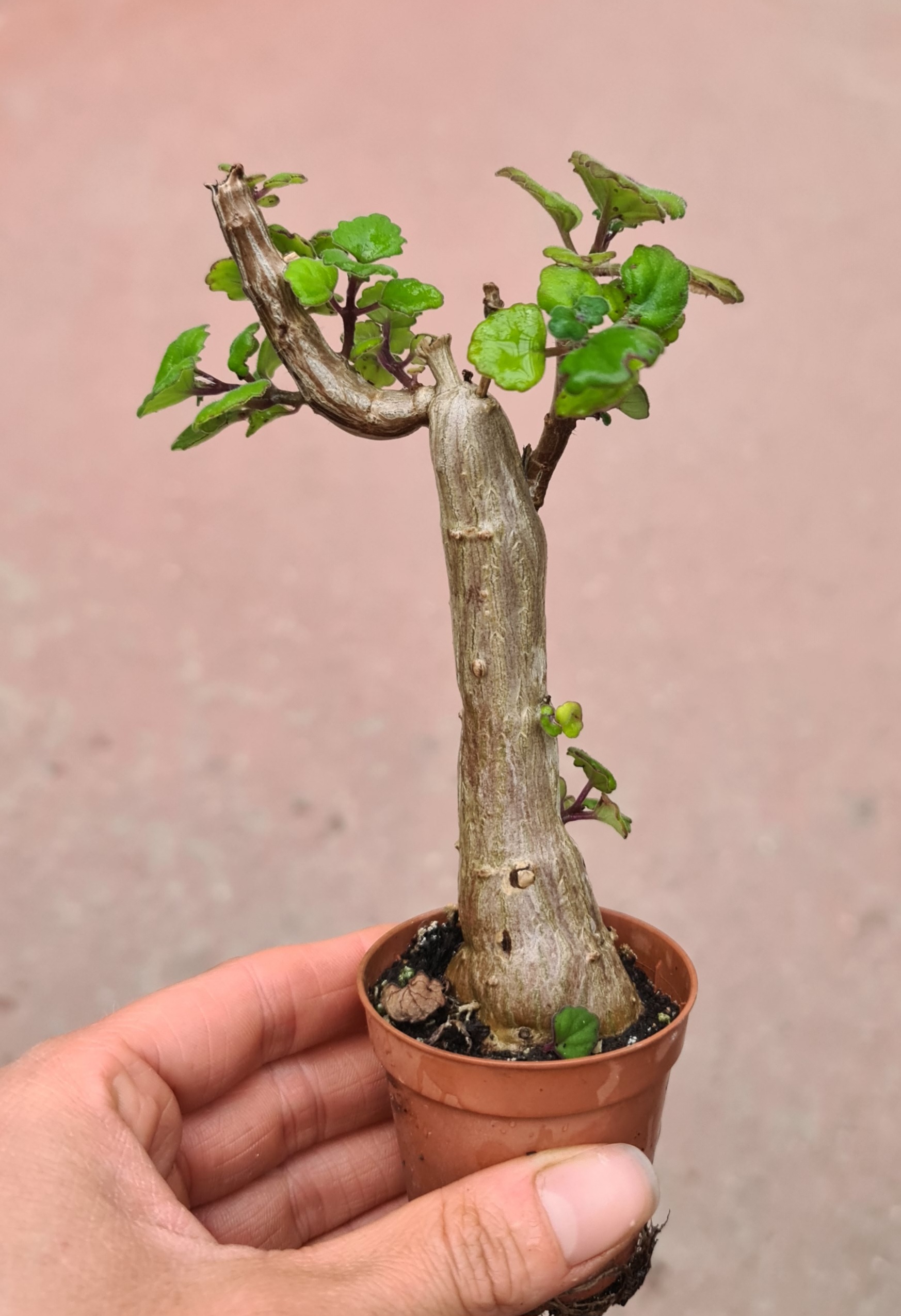 Plectranthus ernstii