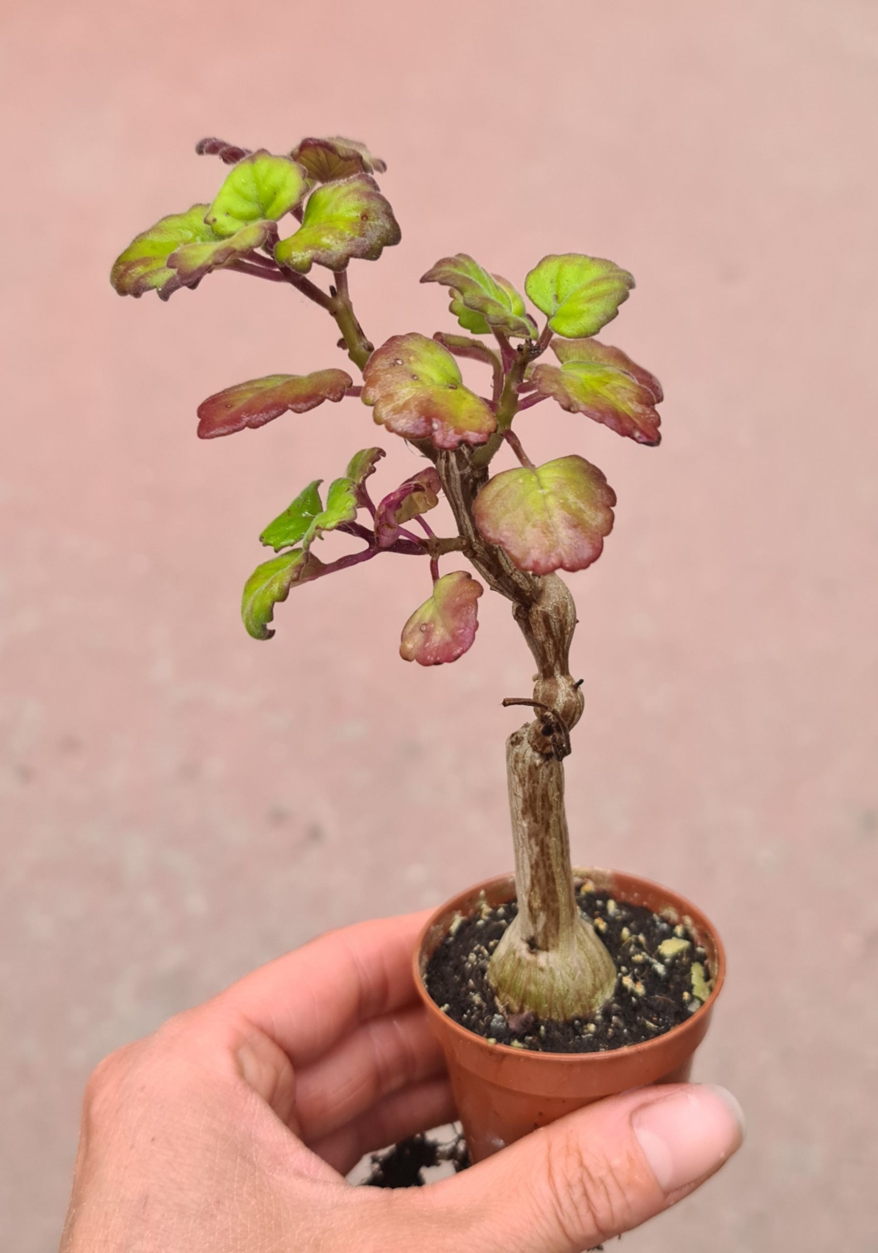 Plectranthus ernstii