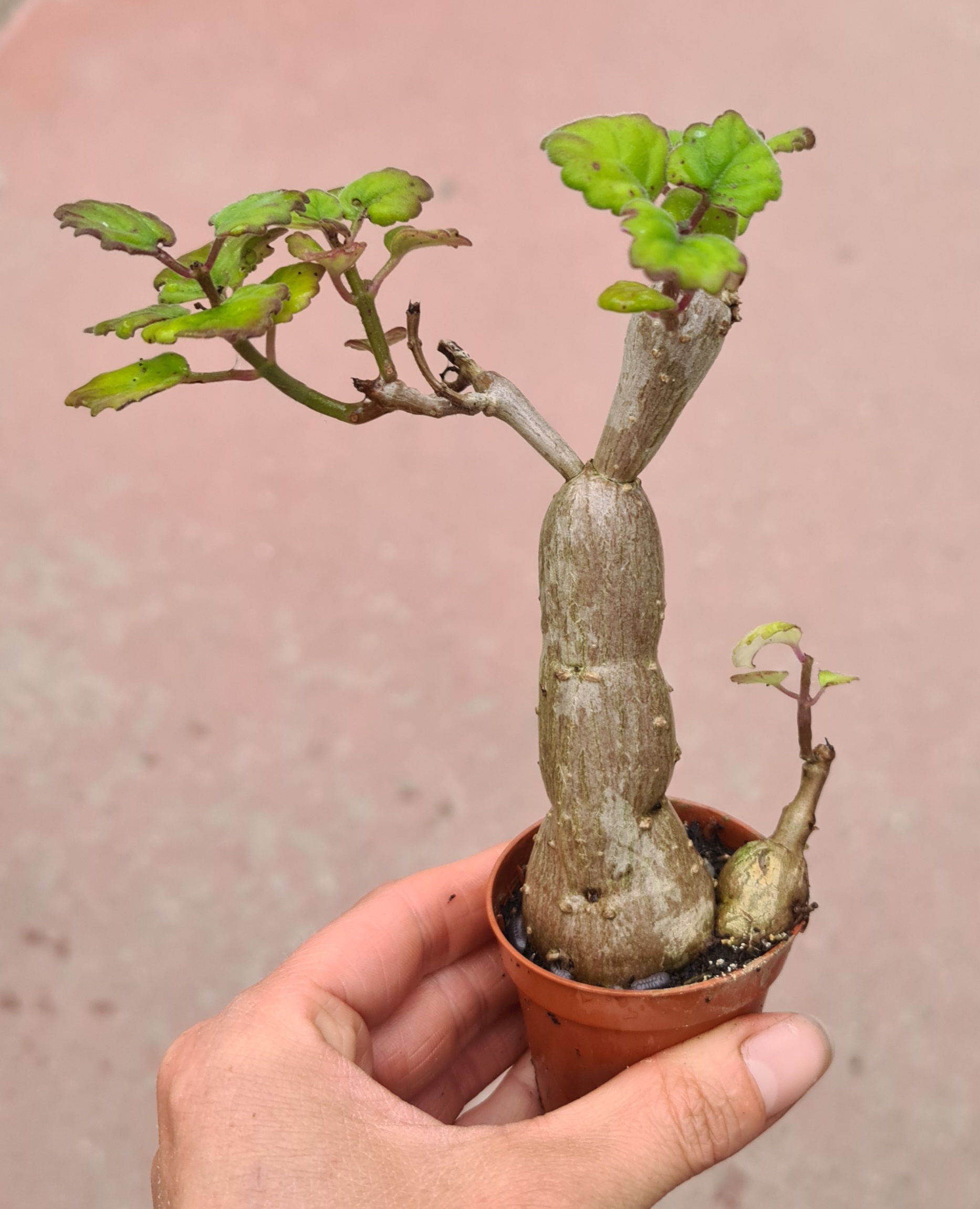 Plectranthus ernstii